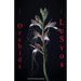 Orchids of Lesvos