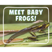 Meet Baby Frogs!