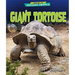 Giant Tortoise
