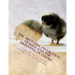 The Artificial Incubation of Eggs and the Brooding of Chicks