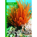Echinoderms