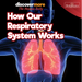 How Our Respiratory System Works