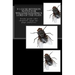 9-1 GCSE REVISION NOTES for WILLIAM GOLDING'S LORD OF THE FLIES: Study guide (All chapters, page-by-page analysis)