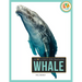 Whale