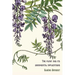 The plant and its ornamental applications