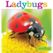 Seedlings: Ladybugs