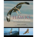 Hawks from Every Angle: How to Identify Raptors in Flight