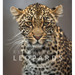 Remembering Leopards