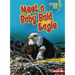 Meet a Baby Bald Eagle