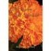 Of Martyrs And Marigolds