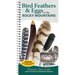 Bird Feathers & Eggs of the Rocky Mountains: Identify 40 Species of Common Backyard Birds
