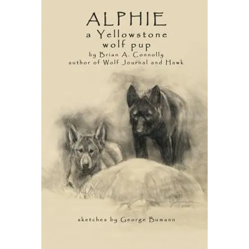 Alphie, a Yellowstone Wolf Pup