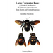 Large Carpenter Bees: A Guide to Species of Xylocopa (Neoxylocopa) from North and Central America