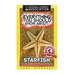 Everything You Should Know About: Starfish