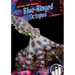 Blue-Ringed Octopus