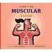 A Tour of the Muscular System