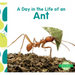 Day in the Life of an Ant