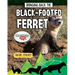 Bringing Back the Black-Footed Ferret