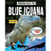 Bringing Back the Blue Iguana