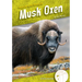 Musk Oxen