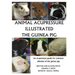 Animal Acupressure Illustration The Guinea Pig
