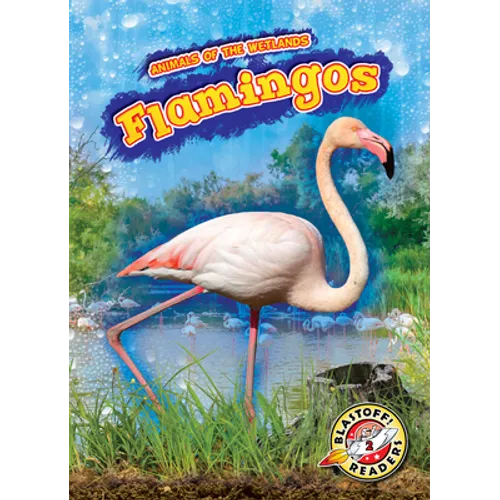 Flamingos