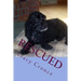 Rescued: The Story of a Cocker Spaniel's Second Chance at Life