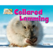 Collared Lemming
