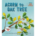 Acorn to Oak Tree