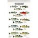Mac's Field Guides: North American Salmon & Trout
