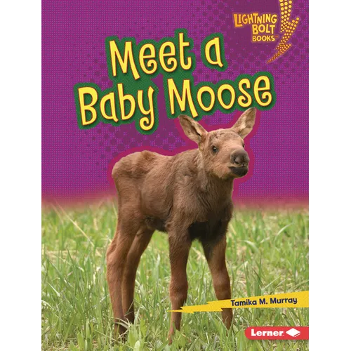 Meet a Baby Moose