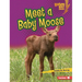 Meet a Baby Moose