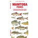 Manitoba Fishes