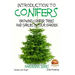Introduction to Conifers - Growing Conifer Trees and Shrubs in Your Garden