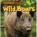 Wild Boars