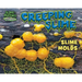 Creeping Slime: Slime Molds