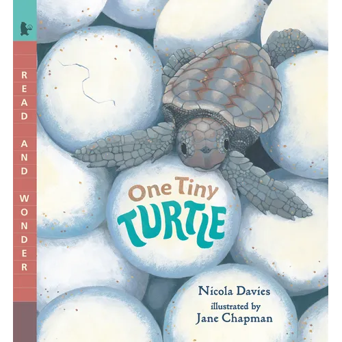 One Tiny Turtle: Read and Wonder