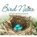 Bird Nests: Amazingly Ingenious and Intricate