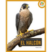 El Halcón