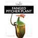 Fanged Pitcher Plant