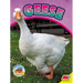 Geese