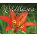 Wildflowers: Nature's Stunning Beauty on Display