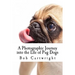 A Photographic Journey into the Life of Pug Dogs