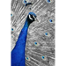 Blue Peacock: The Indian Peafowl or Blue Peafowl Is a Large and Brightly Colored Bird, Native to South Asia.