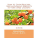 How to Grow Peaches, Nectarines and Apricots in Very Small Gardens: 1886