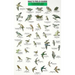 Mac's Field Guides: Northeast Park & Backyard Birds