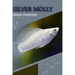 Silver Molly: From Novice to Expert. Comprehensive Aquarium Fish Guide