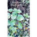 Dewdrops on Stinging Nettles: A Companion for Practice