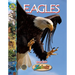 Eagles