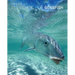 Fly Fishing for Bonefish